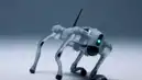 Robot Köpek Luna: İnsan Gibi Öğrenen Yapay Zeka